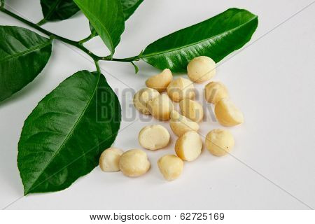 Macadamia and leaves
