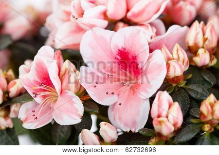 Blossoming cream-white azalea
