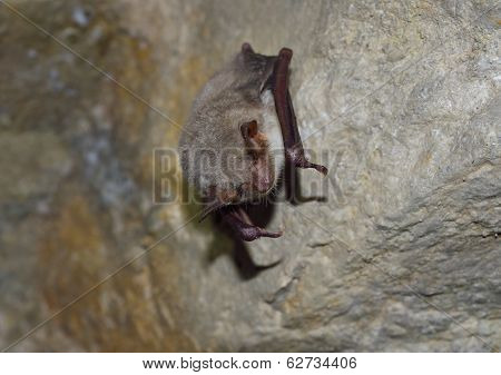 Greater mouse-eared bat ( Myotis myotis)