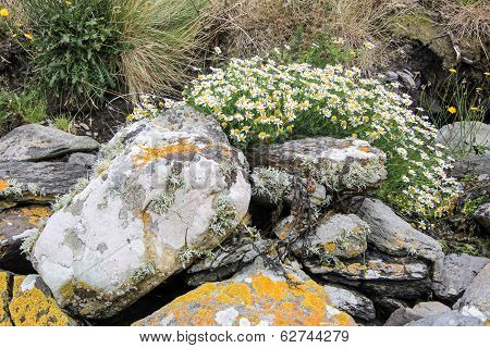 Spring Flowers On Old Stone Wall