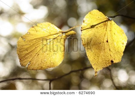 Autumnal ใบไม้สวยงาม