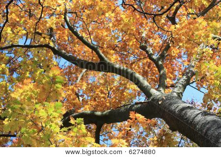 โอ๊ก autumnal ในแสงแดด