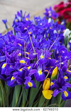 Purple Iris