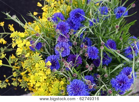 Blue and Yellow Wildflowers