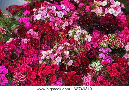 Red Flowers