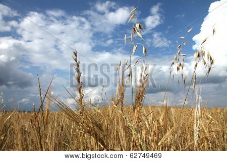 wheat