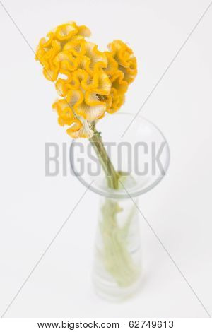 Yellow Crested Celosia In Glass Vase On White
