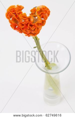 Heart Shaped Crested Celosia In Glass Vase On White