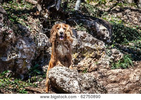 Dog On A Hike In The Mountains