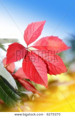 Autumnal ใบไม้สวยงาม