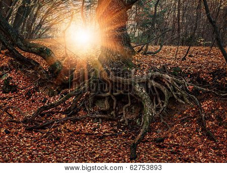 The Roots Of An Old Tree