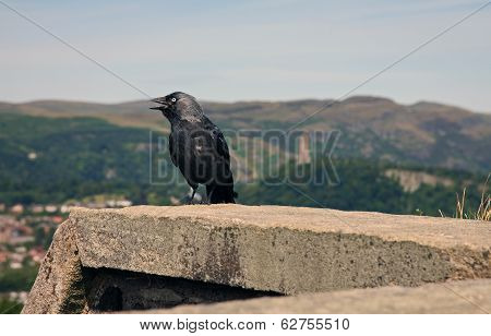 Crow on a Ledge