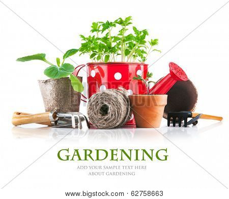 Garden tools with seedlings vegetable. Isolated on white background