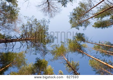 Fyrretræ træ skov