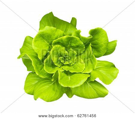 Green Butterhead Lettuce