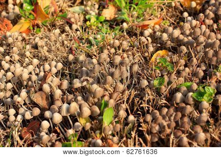 autumn landscape