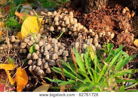 autumn landscape