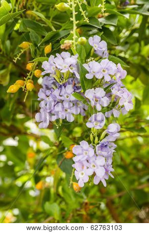 Forget-me-not