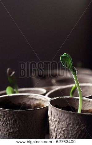 Seedlings on black background