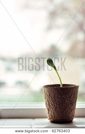 Seedling in window-verticle
