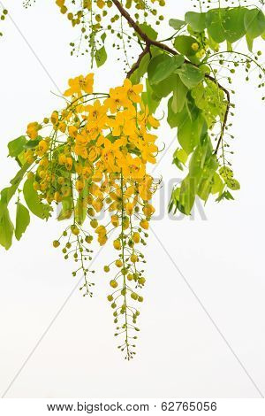 Flower of golden shower tree
