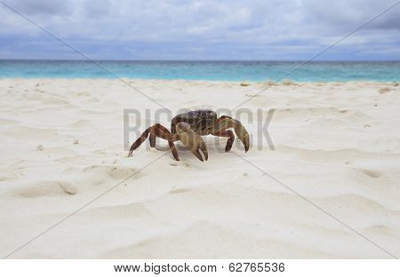 Poo Kai Crab On White Sand Beach Of Tachai Island Similan National Park Southern Of Thailand For Nat