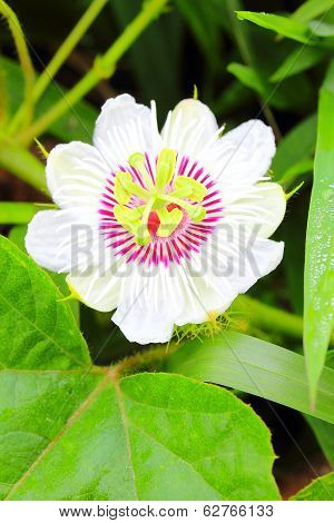 Purple Passion Flower
