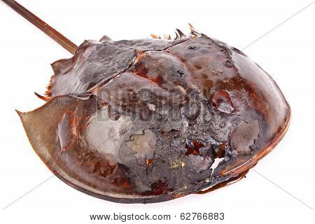 Roasted Horse Shoe Crap In Isolated