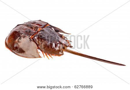 Roasted Horse Shoe Crap In Isolated
