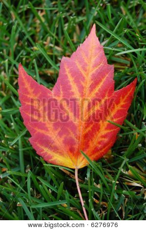 maple leaf on grass