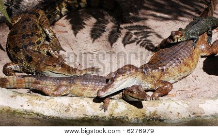 crocodiles lounging