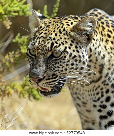 Leopard