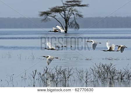 A Flock Of Ibises