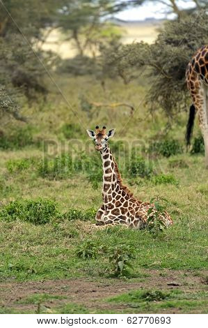 Giraffe