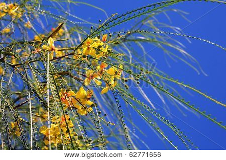 Green Twigs And Yellow Flowers