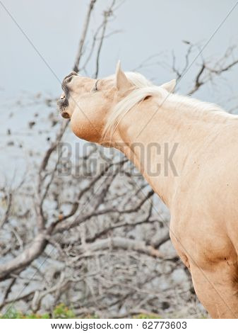 Beautiful Palomino Stallion Of Quarterhorse Breed