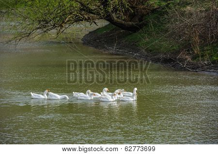 white domestic geese sweeming on river water