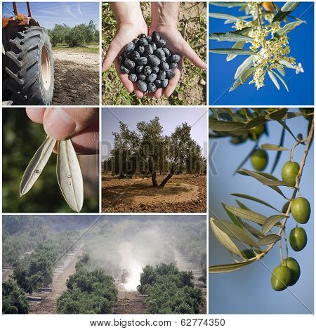Concept Of Agriculture Of The Olive Tree, Collage