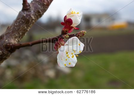 Apricot Blossom