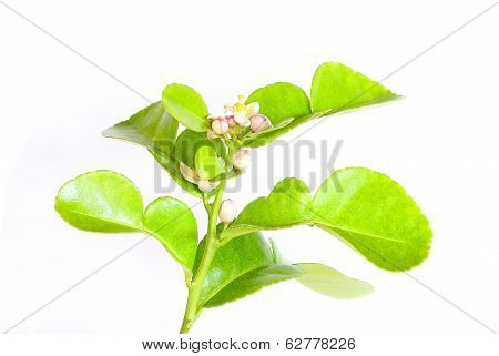 Kaffir Flowers