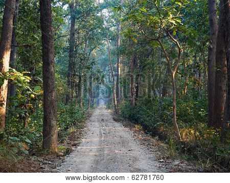 Sal Forest