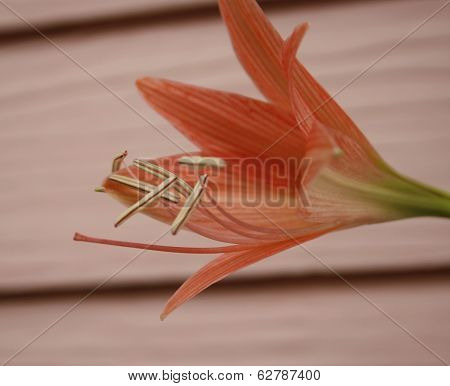 Hippeastrum Johnsonii Bury Flowers