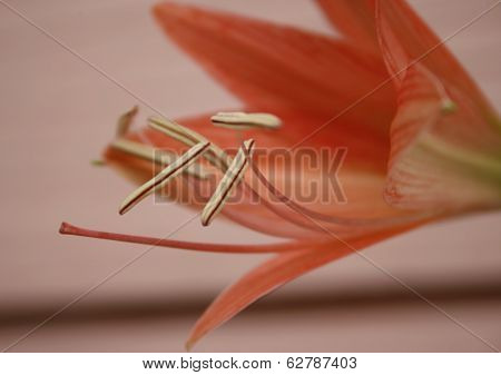 Hippeastrum Johnsonii Bury Flowers