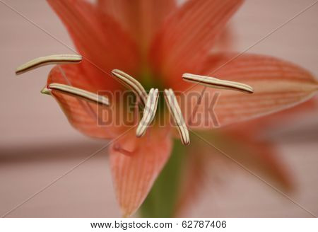 Hippeastrum Johnsonii Bury Flowers