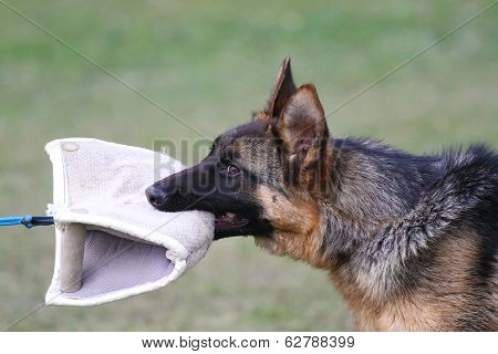 German Shepherd Dog Puppy Training.