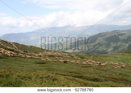 Sheep in the hills