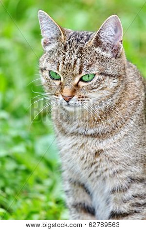 Striped cat with green eyes