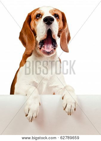 Beagle On White Background