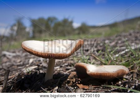 Beautiful mushrooms in the forest, blue sky in the background
