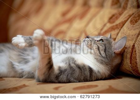 The Gray Cat With Green Eyes Lies On A Sofa.